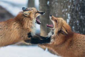 Foxes screaming at each other. Another metaphor for arguing on the internet.