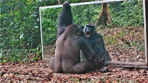 A gorilla screaming at a mirror, which has exactly as much point as most internet arguments.