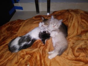 Three kittens snuggling together - One, Two and Three (from left to right). 