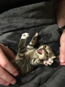 Kitten Five