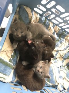 Kittens Eight, Twelve, Seven, and Thirteen being silly for Funny Story About Kittens