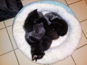 A pile of kittens as main image for a funny story about kittens