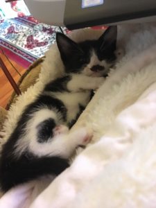 Kitten Six for funny story about kittens.