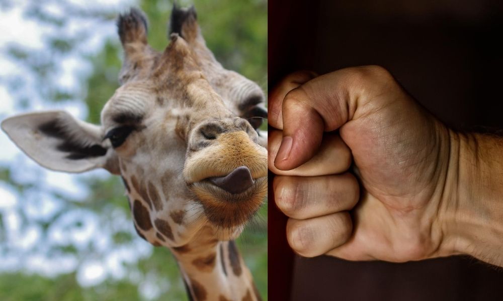 Giraffe punching