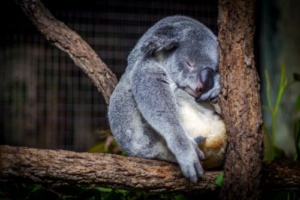 Sleep Better - Koala