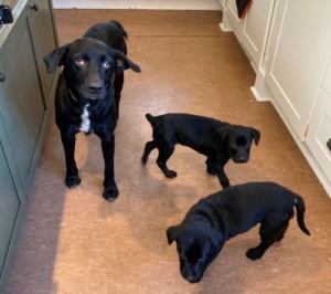 Reward good behavior - Doggies